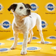 Illustration for article titled This year’s Puppy Bowl lineup is long on cute, short on brutes